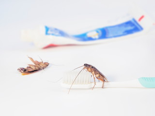 Close-up a Cockroach (Blattodea) climbing tooth brush on white background.