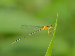 Close-up a orange Narrow-winged Damselfy Odonata (Coenagrionidae) perching on green blade leaf with green nature blurred background.