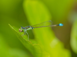Close-up a Narrow-winged Damselfy Odonata (Coenagrionidae) perching and eating on green blade leaf with green nature blurred background.