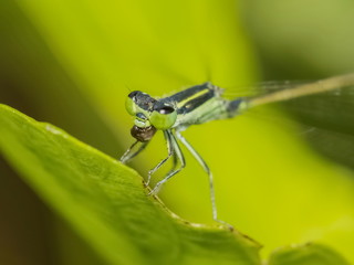 Close-up a Narrow-winged Damselfy Odonata (Coenagrionidae) perching and eating on green blade leaf with green nature blurred background.