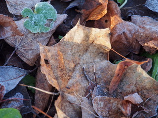 Fallen autumn leaves of trees lying on the ground, covered with frost.
