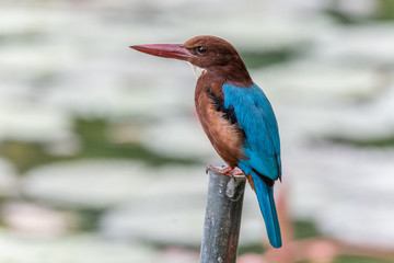 White-throated Kingfisher (Halcyon smyrnensis) on pole