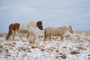 Obraz na płótnie Canvas Wild Welsh Mountain Ponies in the Snow