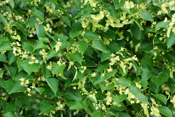 flowering Linden. green background with branches and inflorescences