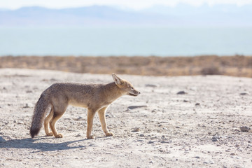 Fox in Patagonia