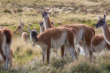 Guanaco