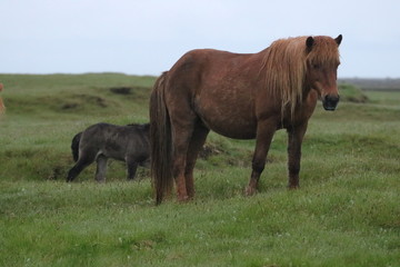 Fototapeta premium Icelandic Horse