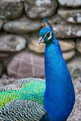 Portrait of  peacock male in a yard