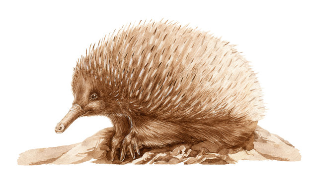 Echidna animal close up watercolor illustration. Australia endemic exotic wild mammal hand drawn image. Echidna with spikes isolated on white background.