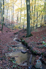 Herbstwanderung im Extertal auf dem Patensteig. Der Weg führt entlang des Siekbach und Rickbach....