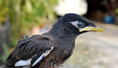 Close-up of a cute myna bird, brown-black-white, with a yellow mouth in a hand on a blurred background.
