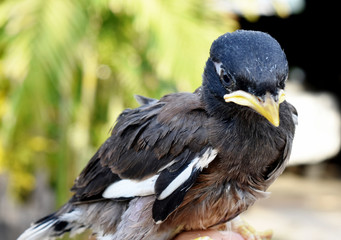 Close-up of a cute myna bird, brown-black-white, with a yellow mouth in a hand on a blurred background.