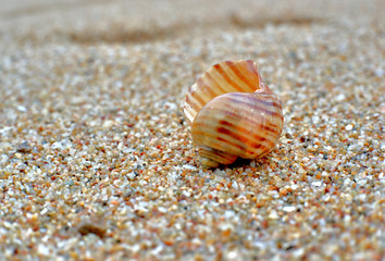 sea shell on the beach