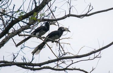 A male Hornbil  feeds a female on the branch isolate on white background  