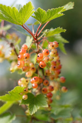 ripening red currant berries closeup