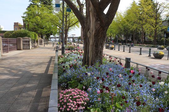 春の日本大通り（神奈川県横浜市）