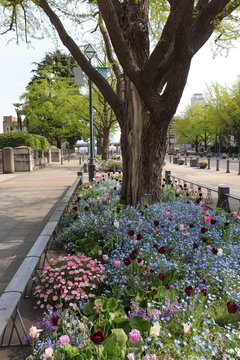 春の日本大通り（神奈川県横浜市）