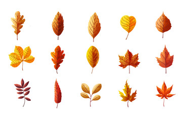 Set of autumn illustration element, Dried leaves on white background. Thanksgiving day concept