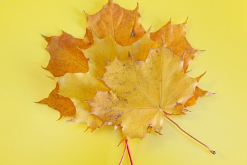 Yellow maple leaves located on a yellow background