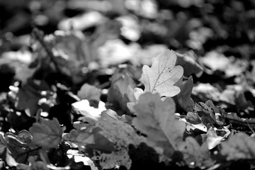 Oak leaves on the ground of an autumn park close up. Black and white