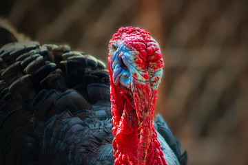 Portrait of a black turkey male or gobbler closeup on a blur  background