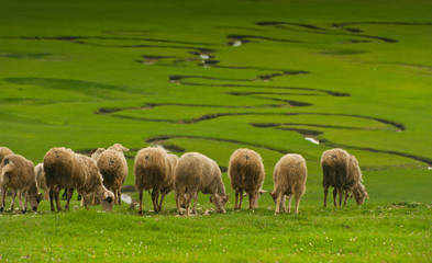 flock of sheep