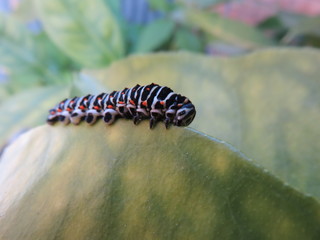 Bruco di Papilio machaon
