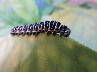 Bruco di Papilio machaon