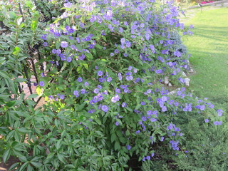 Fiore selvatico