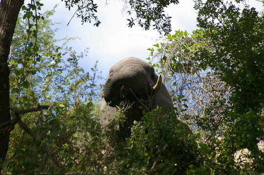 Eliphant Kruger South Africa