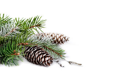 Fir branch and pine cones on a white background.