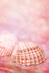 Shell Close Up In Pink Light