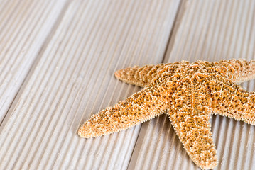 Pretty Starfish With Copy Space