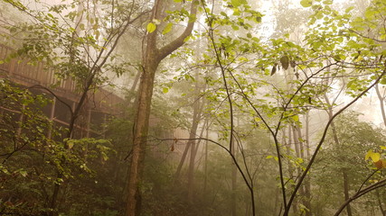 morning in the forest
