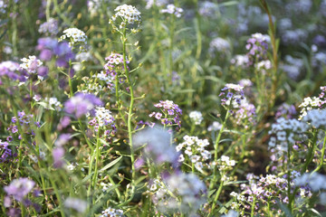 Flowerbed with many flowers. A flowerbed of white and purple blooming flowers.