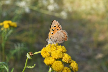 Butterfly sitting on a yellow flower in forest outdoor. Closeup.