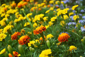 A flowerbed of orange marigolds blooming flowers. Beautiful in nature