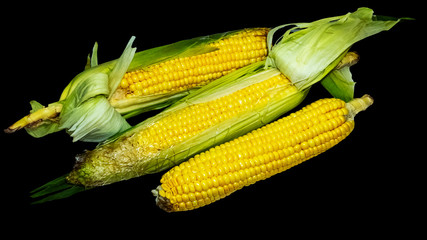fresh corn on the cob isolated black