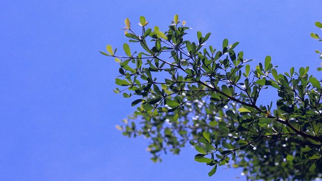 Close up leaves of Black Afara tree in the wind, Leaves of Terminalia ivorensis Chev tree in the wind. With clear sky background.