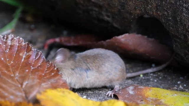 Mice feeding in urban house garden on discarded cake.