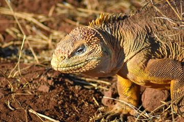 Land Iguana