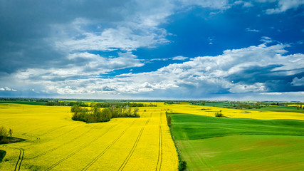 Yellow rape fields in spring, aerial view, Poland