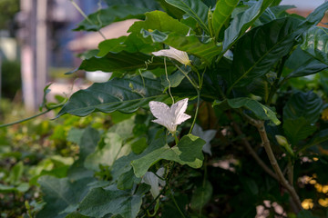 Homegrown Vegetable Garden in the backyard.