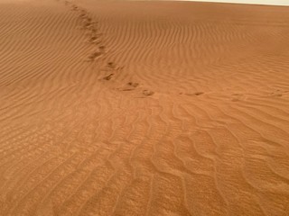 footprints in the sand in the desert