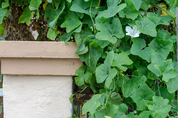 Homegrown Vegetable Garden in the backyard.