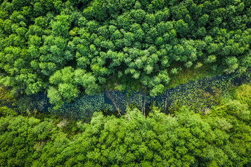 Green forest and river in summer, aerial view