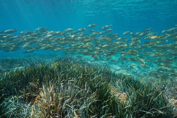 Fototapeta na wymiar Fish schooling (Sarpa Salpa) with seagrass (Posidonia oceanica) underwater in Mediterranean sea, Spain, Catalonia, Costa Brava, Roses
