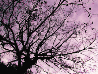 Abstract background of silhouette tree branch with leaves with purple sky.