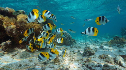 Pacific ocean, French Polynesia, shoal of colorful tropical fish (Pacific double-saddle butterflyfish) underwater in the lagoon of Bora Bora, Oceania - obrazy, fototapety, plakaty
