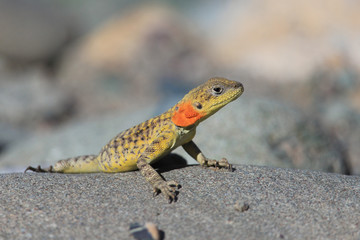 Naklejka na ściany i meble Lizard reptile head up on rock at Ladakh,India.
